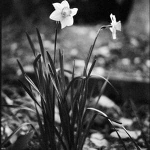 Black-and-white daffodil print: one open bloom and one fading bloom rising from dark leaves at a Shinto shrine in Iwaki