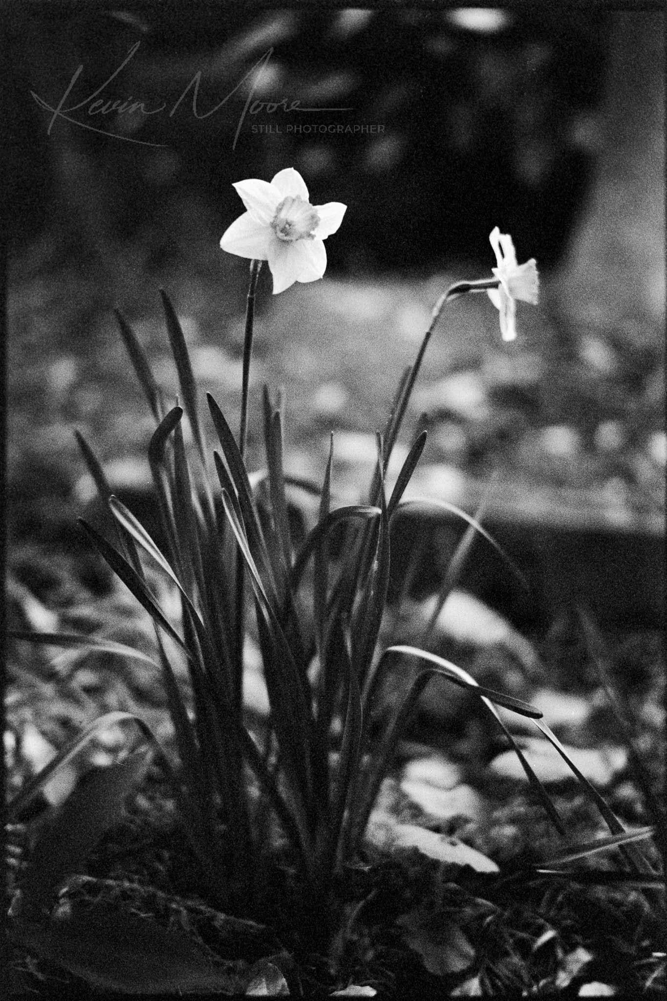 Black-and-white daffodil print: one open bloom and one fading bloom rising from dark leaves at a Shinto shrine in Iwaki