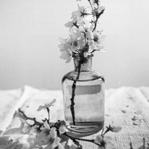 Monochrome still life photo of cherry blossoms in a clear glass bottle on a textured surface.