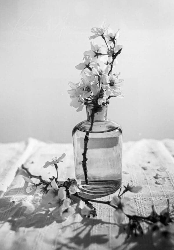 Monochrome still life photo of cherry blossoms in a clear glass bottle on a textured surface.