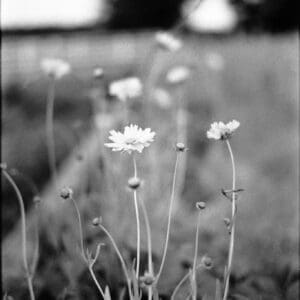 Monochrome photo of delicate wildflowers in a peaceful meadow during late afternoon.