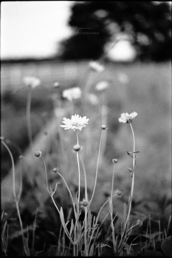 Monochrome photo of delicate wildflowers in a peaceful meadow during late afternoon.