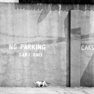 Light-colored cat striding gracefully in contrast to a humorously contradictory urban wall backdrop.