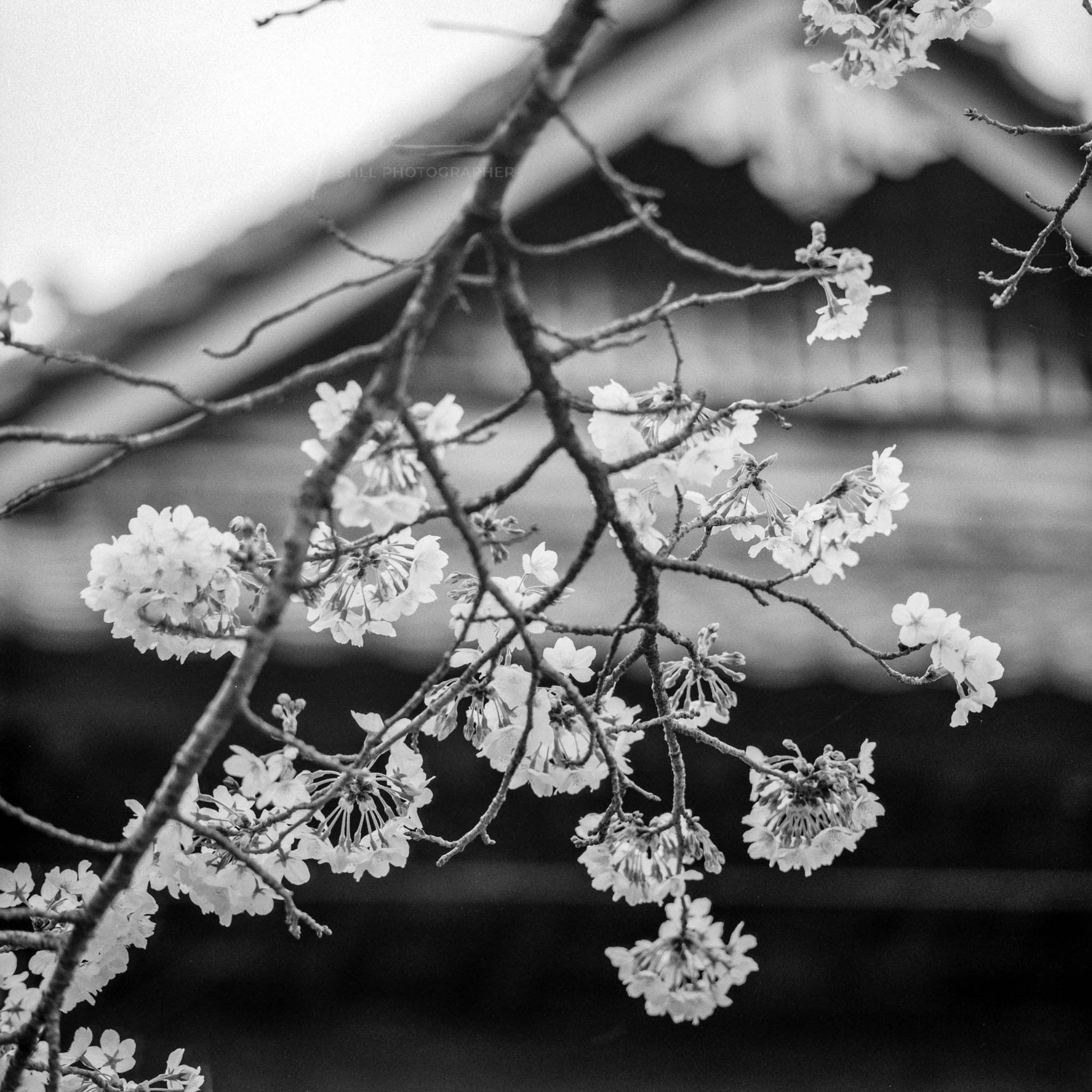 Monochrome cherry blossoms in focus, with softly blurred historical park background.