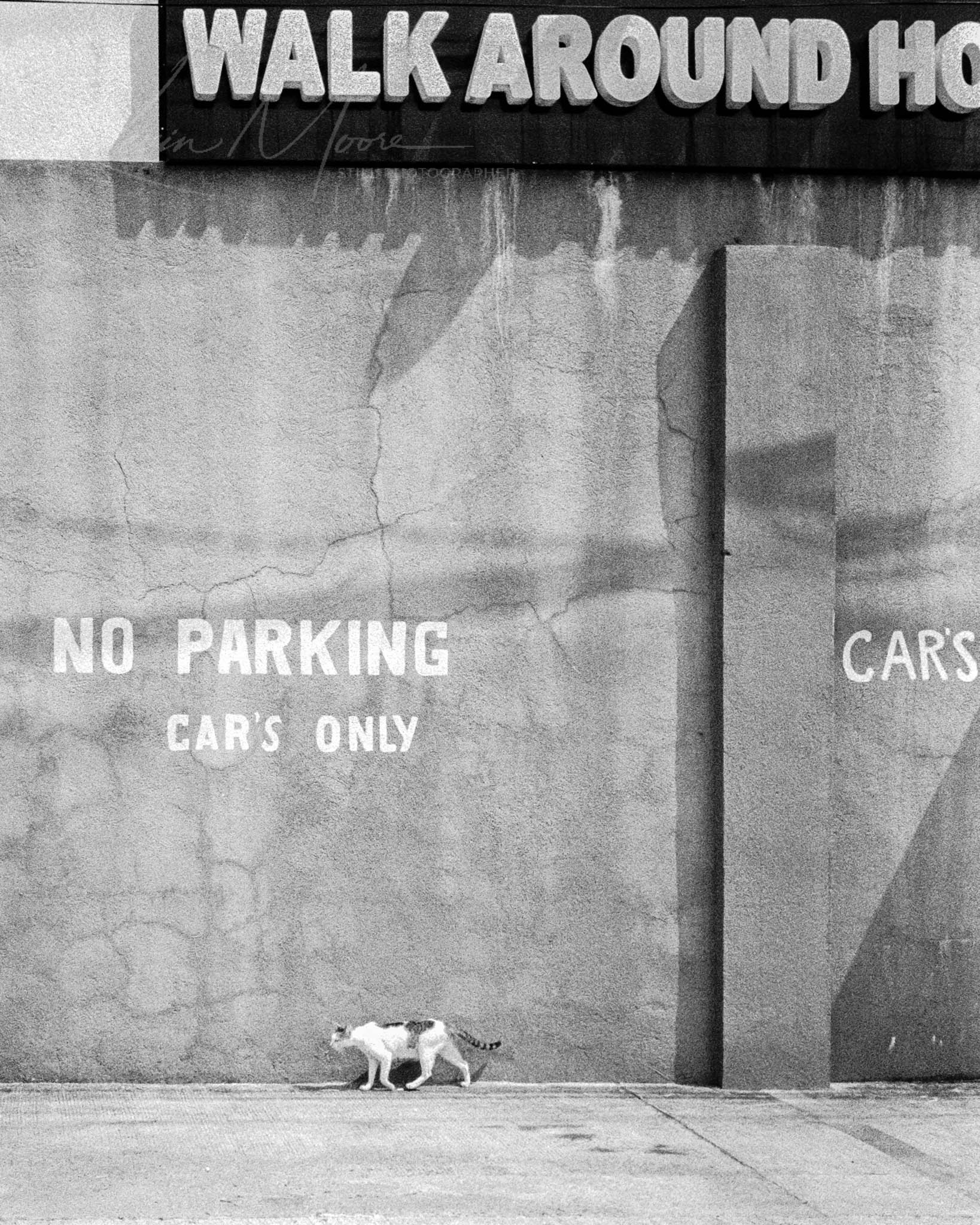 Black and white urban decay photo featuring cat and no parking signs on concrete wall.