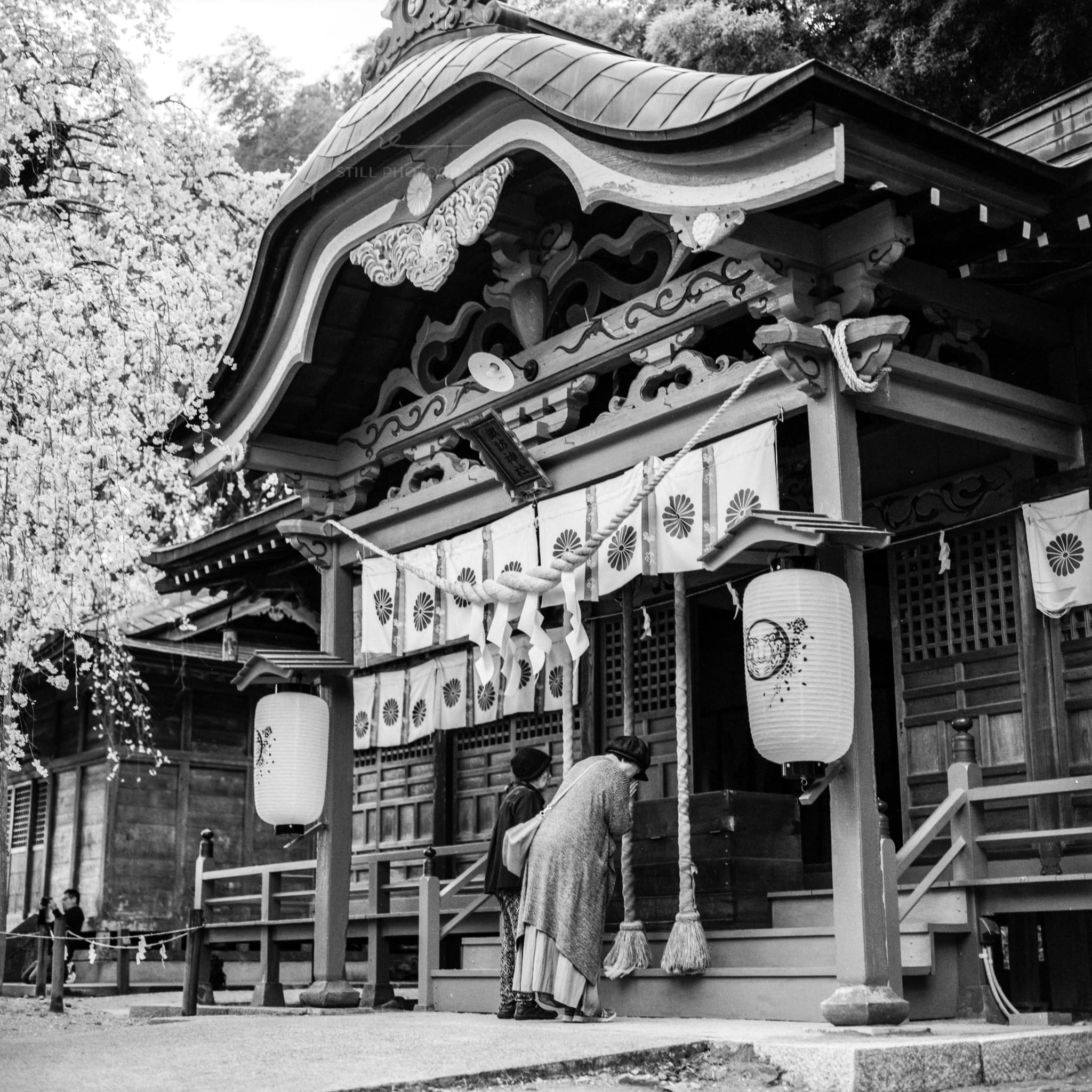 Traditional Japanese shrine with lanterns and cherry blossoms in black and white photography.