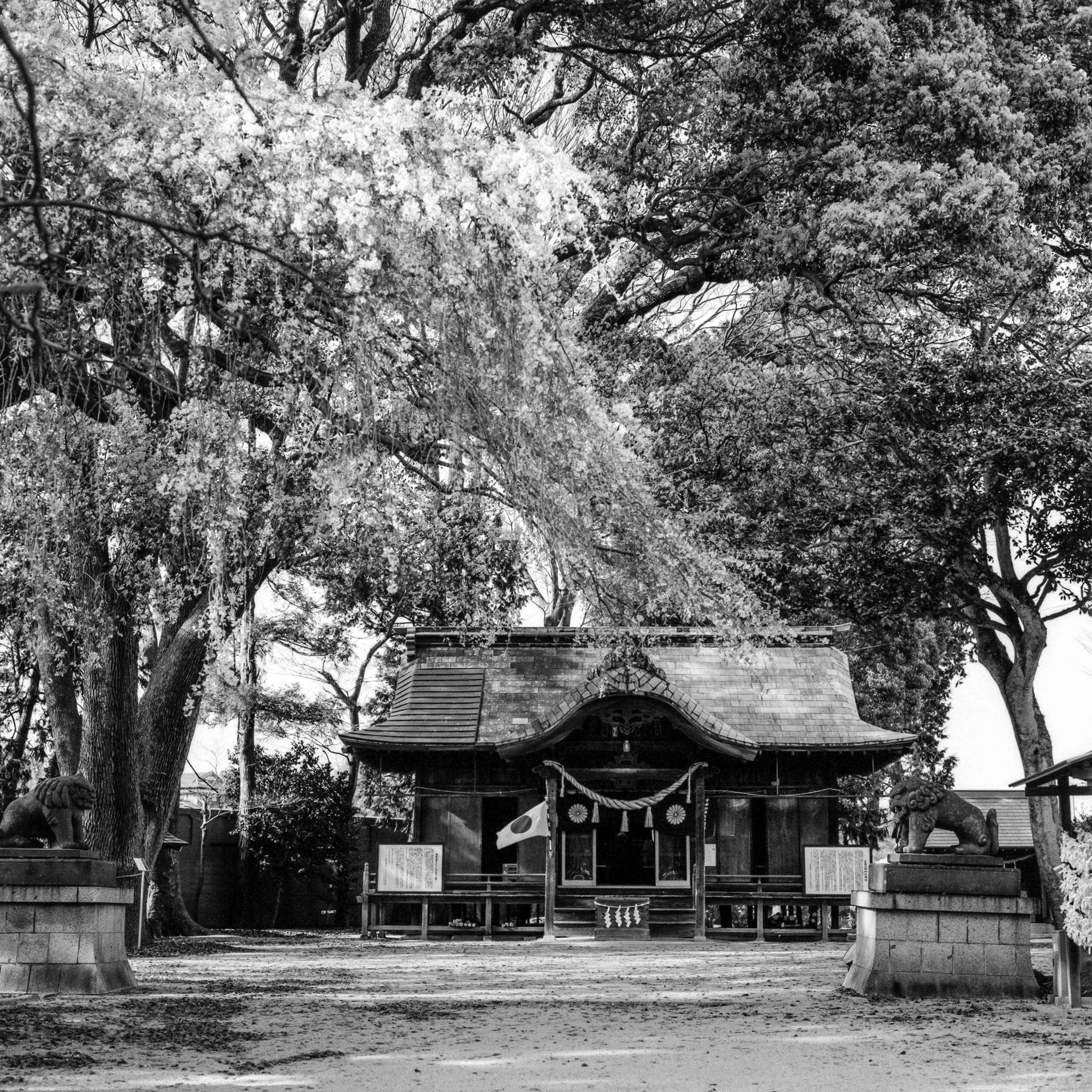 Traditional Shinto shrine with lanterns and blossoms in serene black and white photograph.