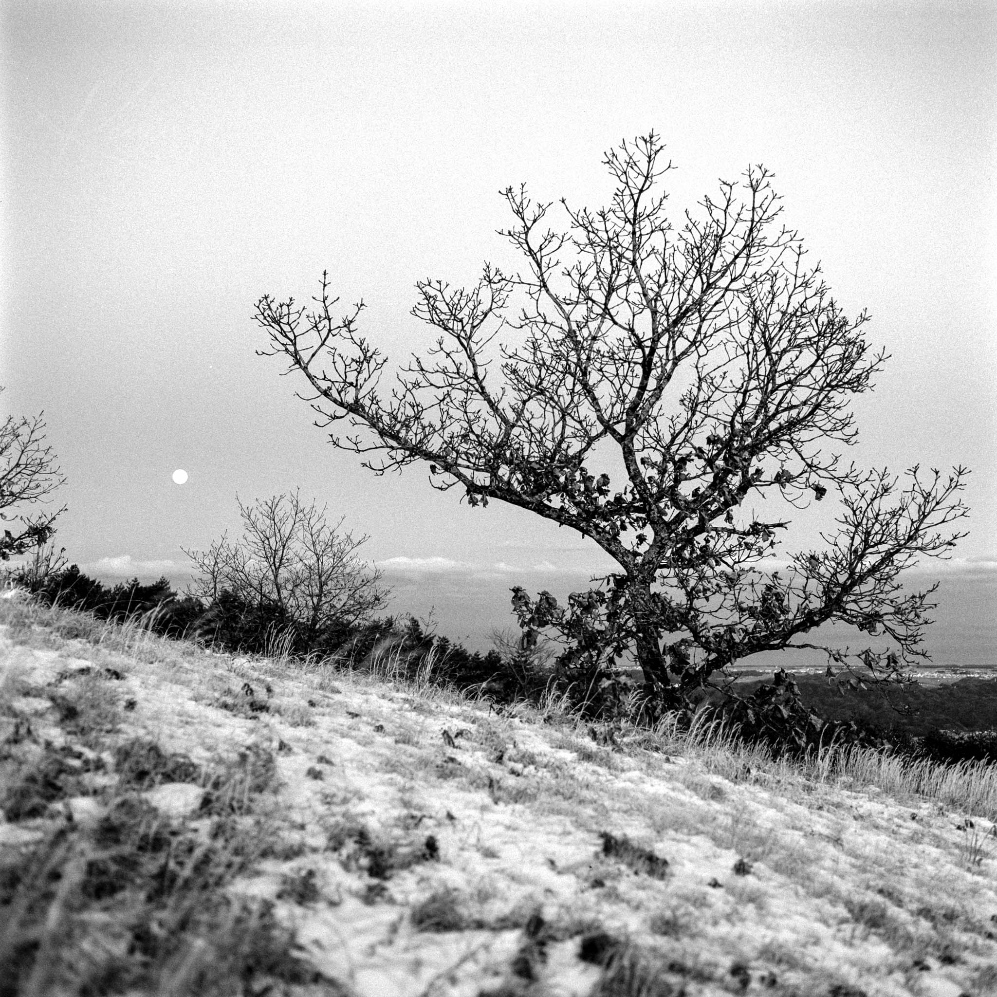 Solitary tree standing resiliently in a snowy, winter landscape under a cloudy sky.