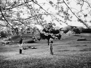 Cherry Blossoms Frame Leisure in the Park People enjoying spring in a park with cherry blossoms.