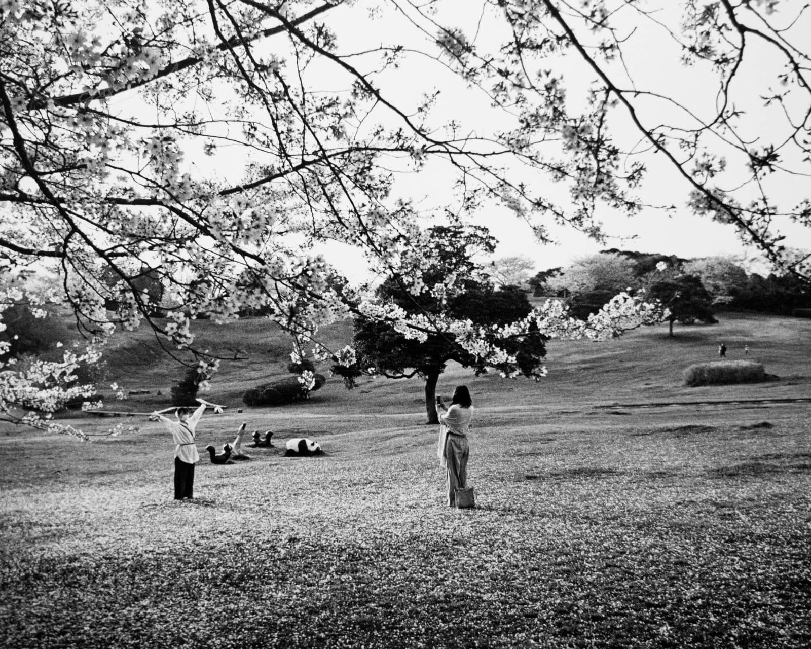 People enjoying spring in a park with cherry blossoms.