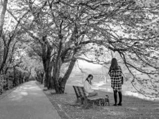 Spring Serenity: Friends and Cherry Blossoms in Park Serene park scene with cherry blossoms and friends enjoying springtime.