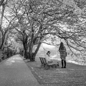 Black and white cherry blossom art — two figures walking beneath cherry blossom trees in a park.