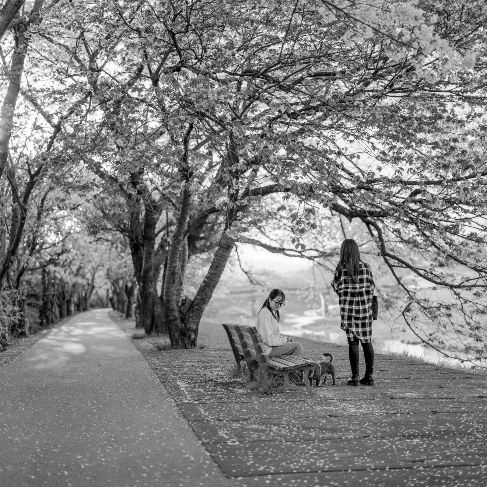 Black and white cherry blossom art — two figures walking beneath cherry blossom trees in a park.