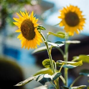 Sunflower art print: a bowed golden sunflower in warm summer light, second bloom soft behind, Japan